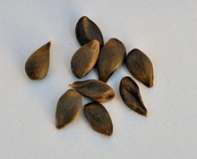 Malus sieversii seeds collected in Kazakhstan.